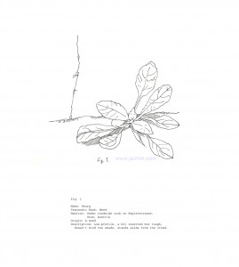 개인화된 유럽식물도감 Personal Illustrated Guide to the Weeds in Europe, digital print, 28x25.5cm, 2010-13