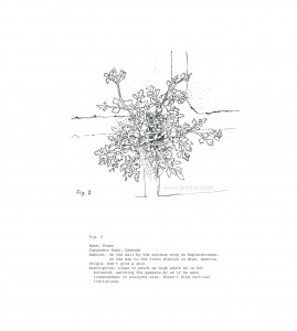 개인화된 유럽식물도감 Personal Illustrated Guide to the Plants in Europe, digital print, 28x25.5cm, 2013