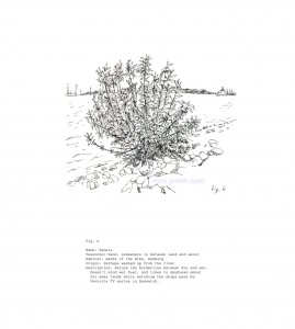 개인화된 유럽식물도감 Personal Illustrated Guide to Plants in Europe, digital print, 28x25.5cm, 2013